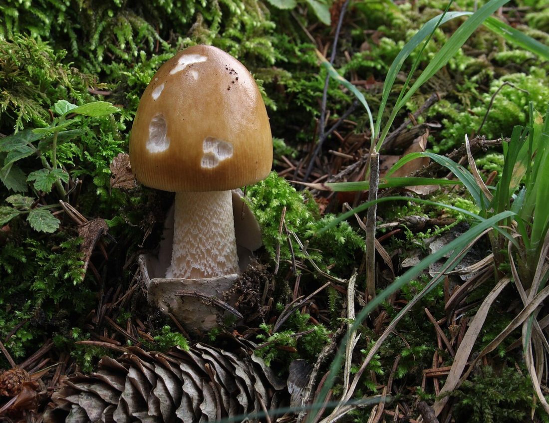 Muchomor rdzawobrązowy (Amanita fulva)