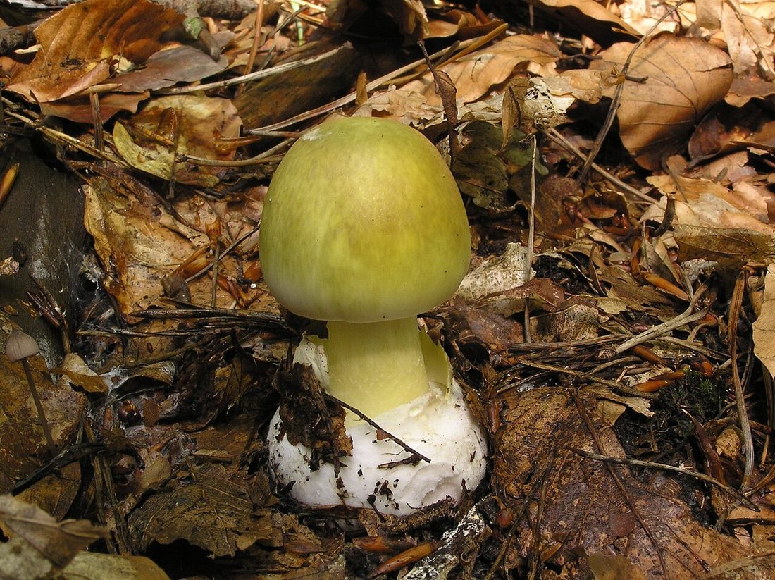 Muchomor sromotnikowy (Amanita phalloides)