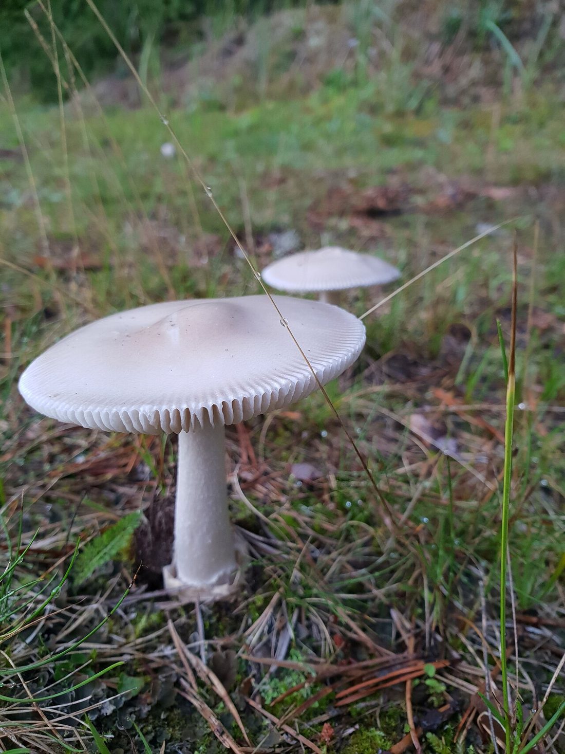 Muchomor wiosenny (Amanita verna)