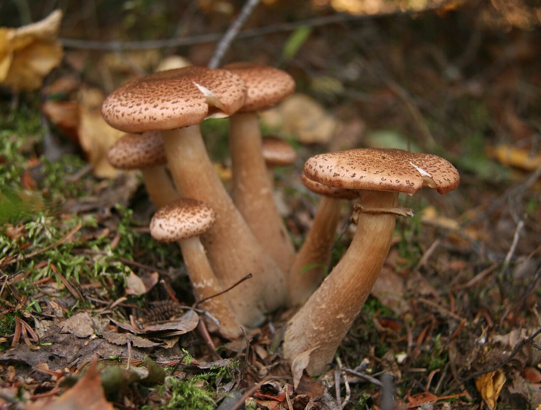 Opieńka ciemna (Armillaria ostoyae)