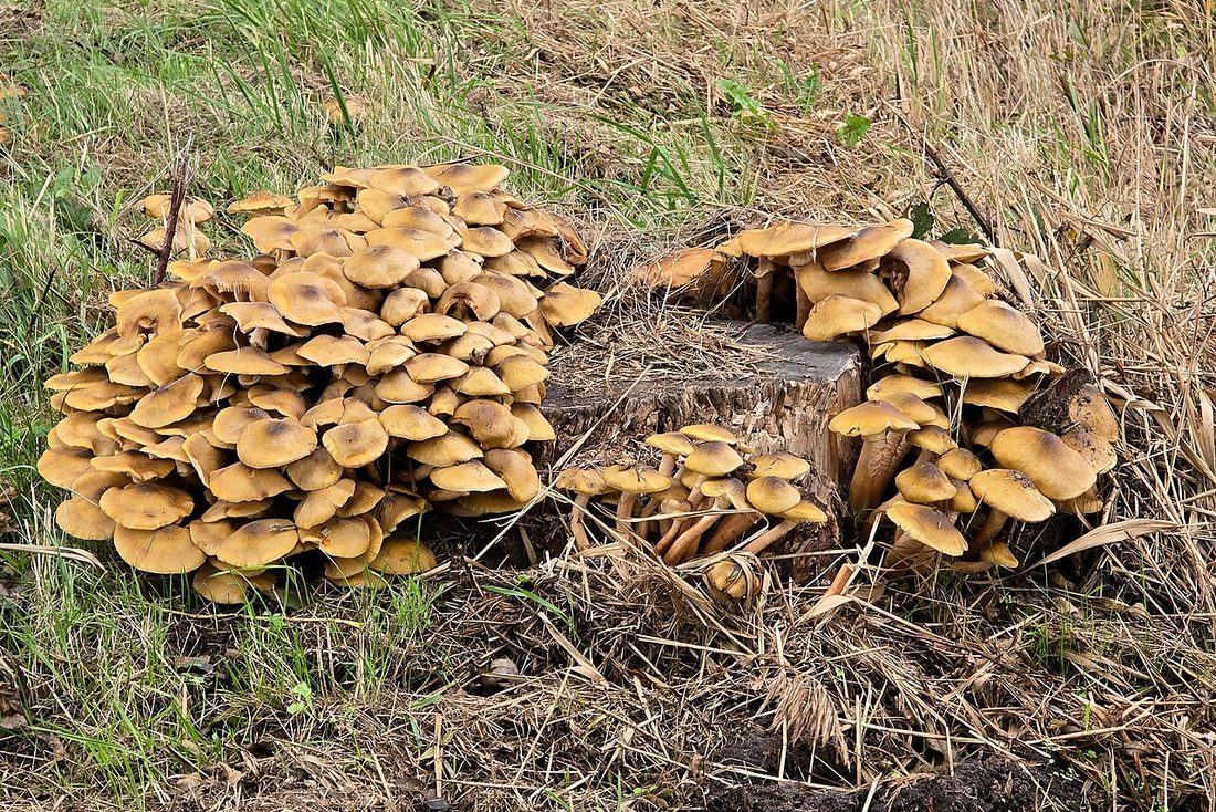 Opieńka miodowa (Armillaria mellea)