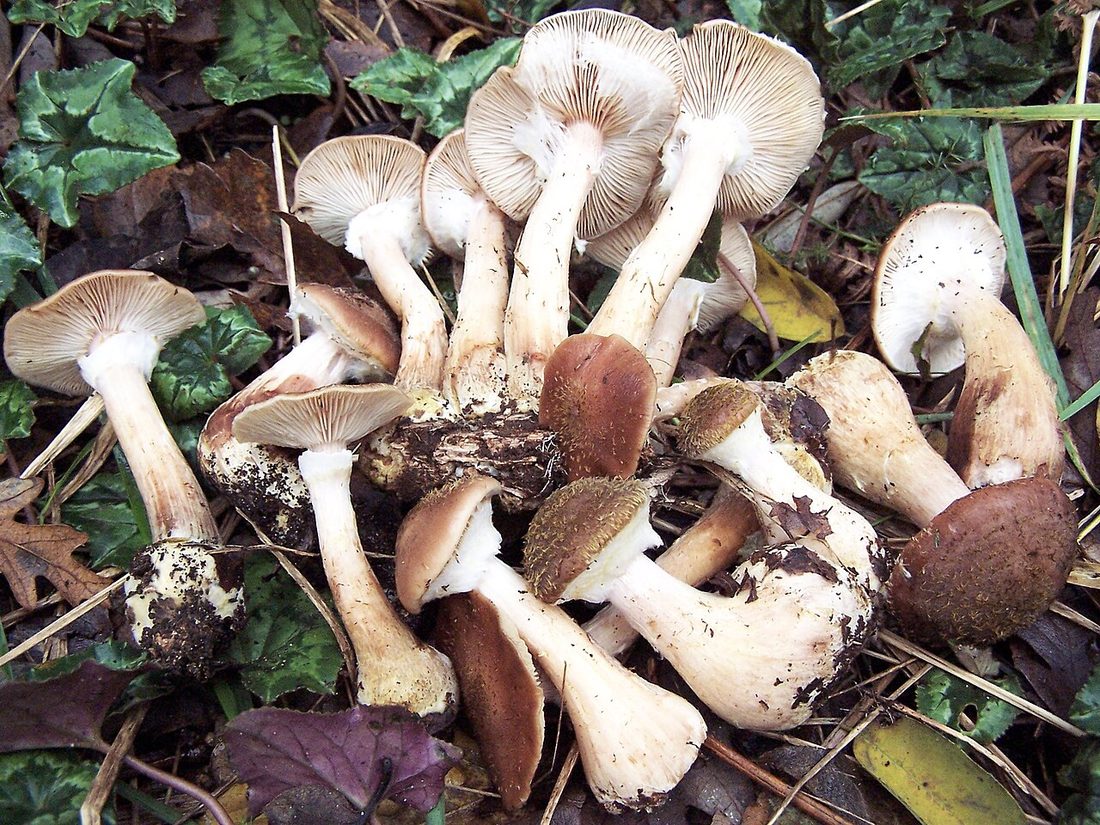 Opieńka żółtawa (Armillaria gallica)