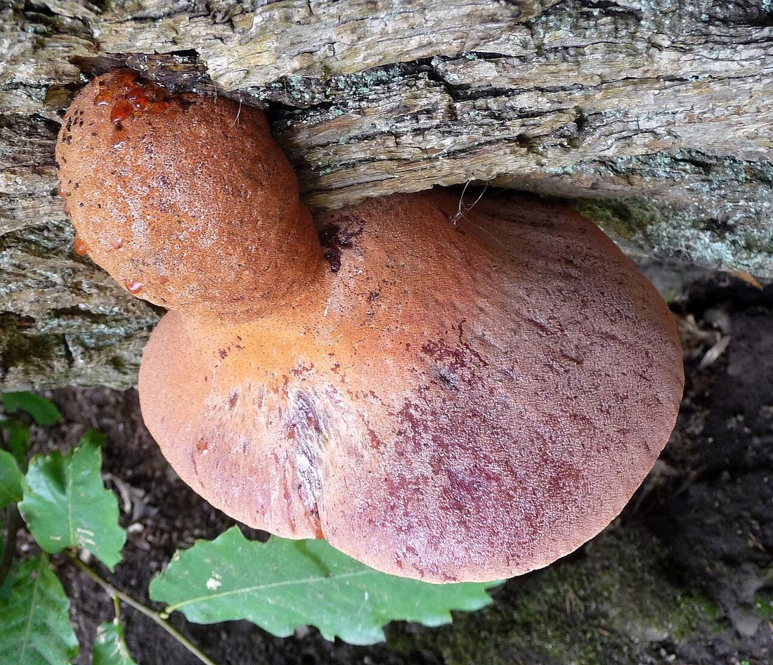 Ozorek dębowy (Fistulina hepatica)
