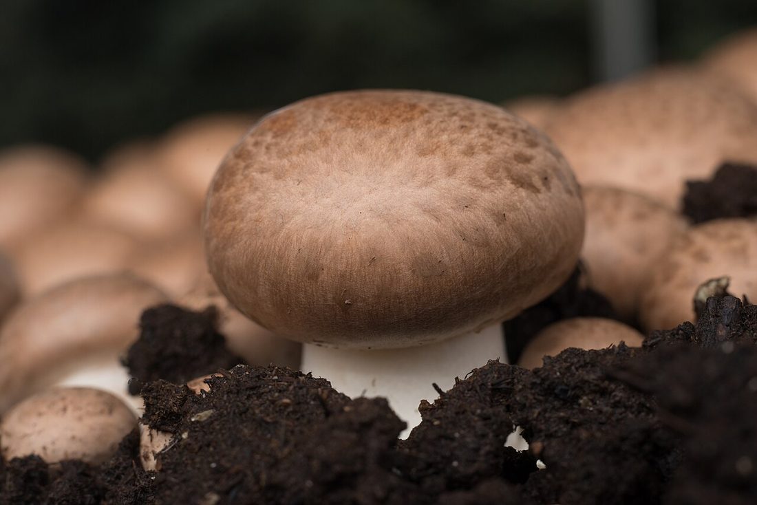 Pieczarka dwuzarodnikowa (Agaricus bisporus)