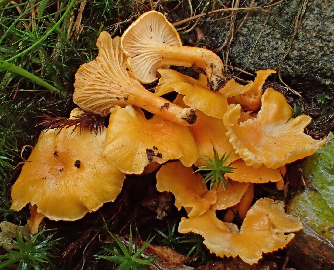 Pieprznik pomarańczowy (Cantharellus friesii)