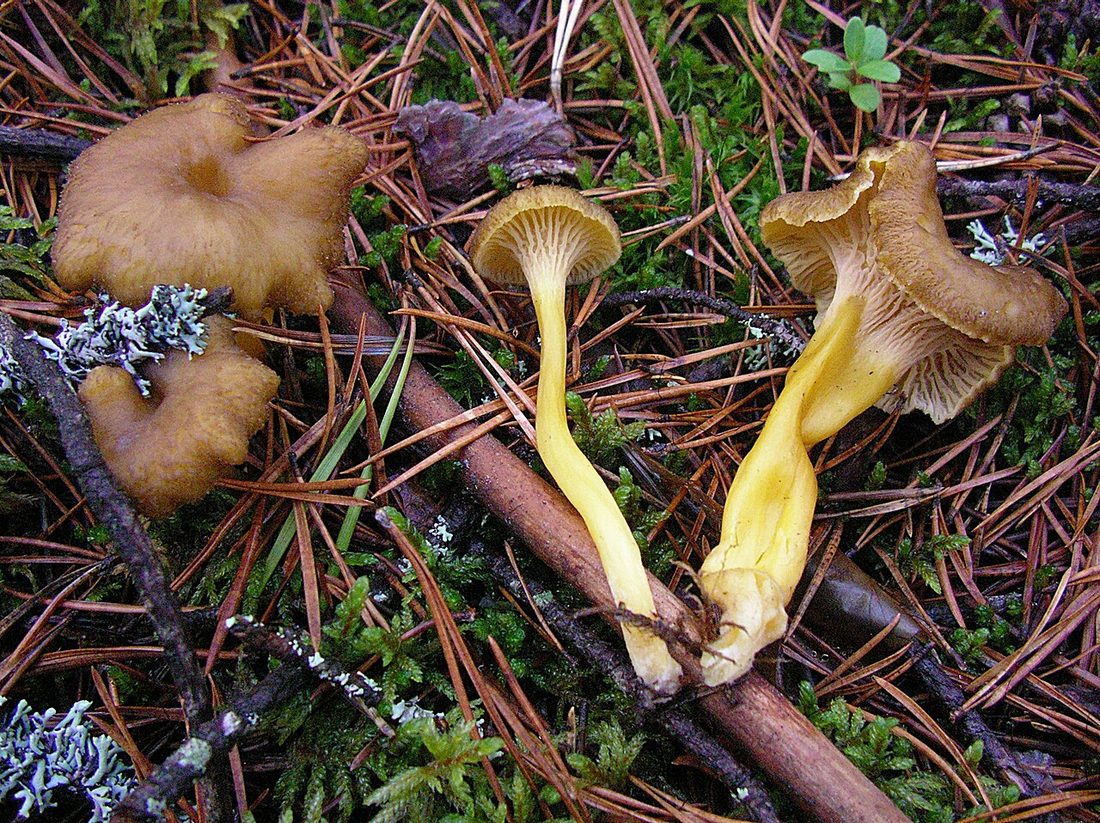 Pieprznik trąbkowy (Craterellus tubaeformis)