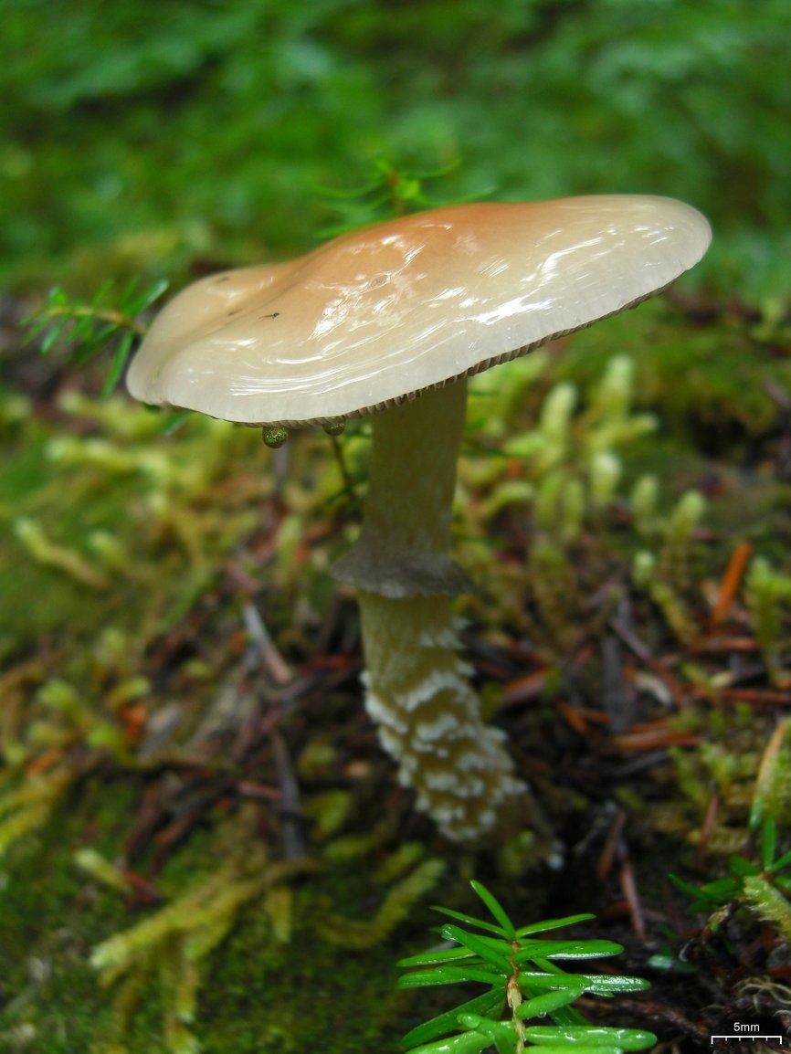 Pierścieniak okazały (Stropharia hornemannii)
