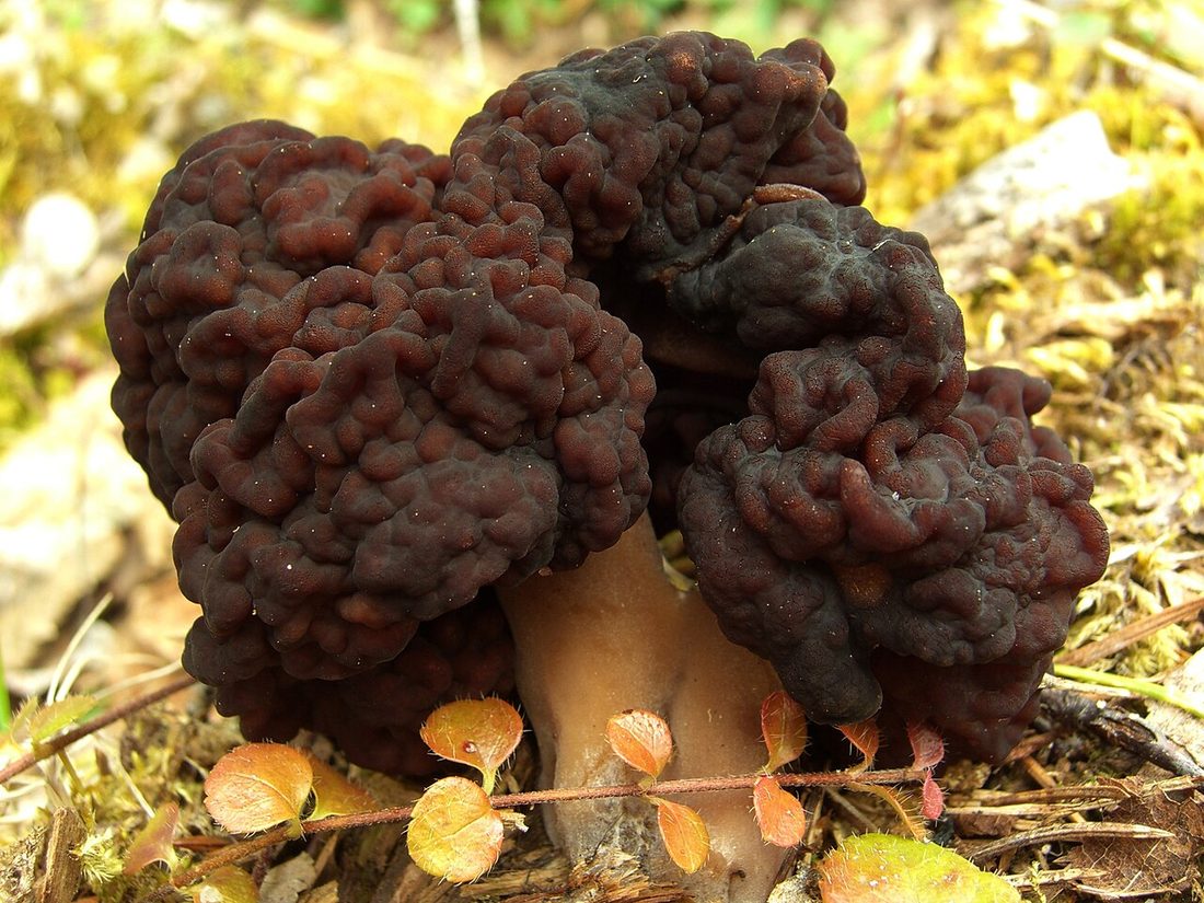 Piestrzenica kasztanowata (Gyromitra esculenta)