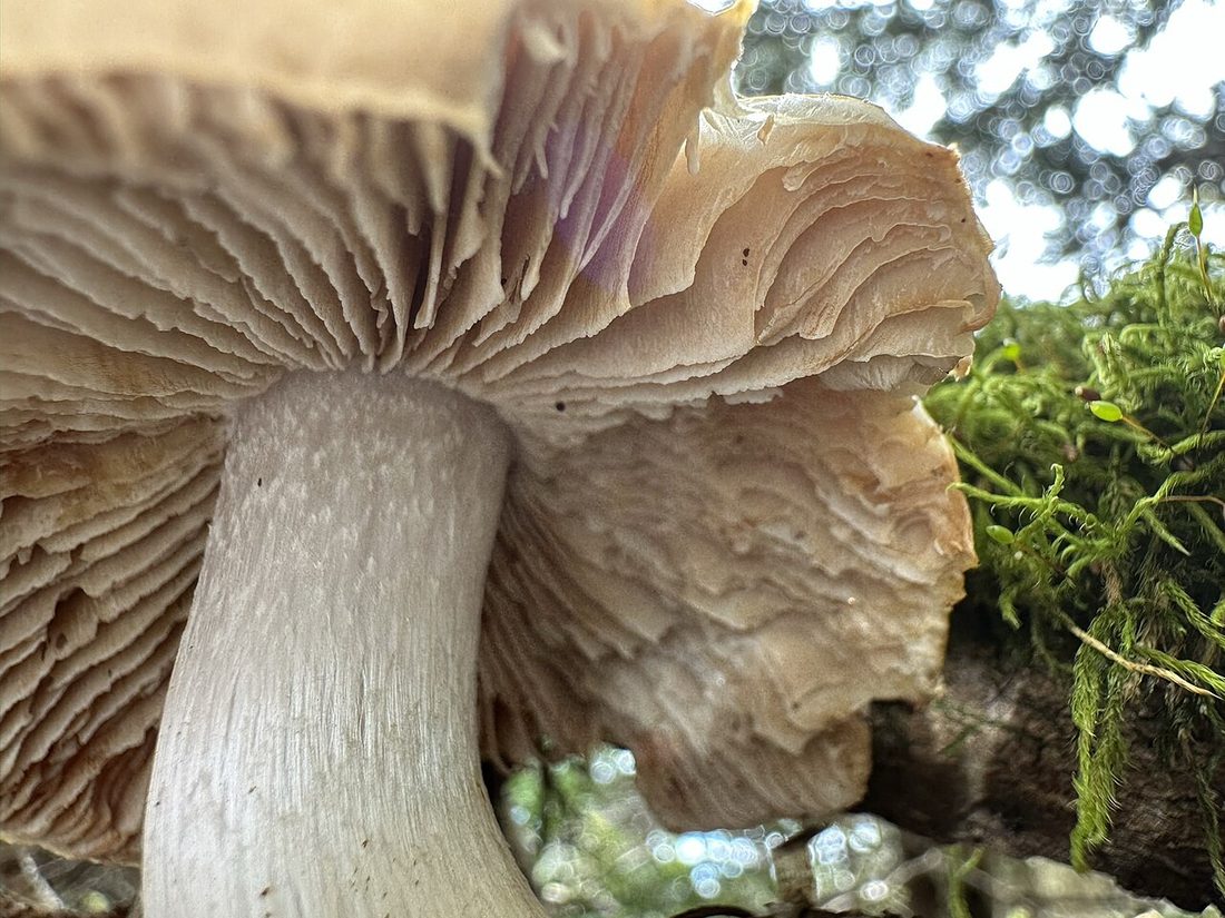 Płachetka zwyczajna (Cortinarius caperatus)