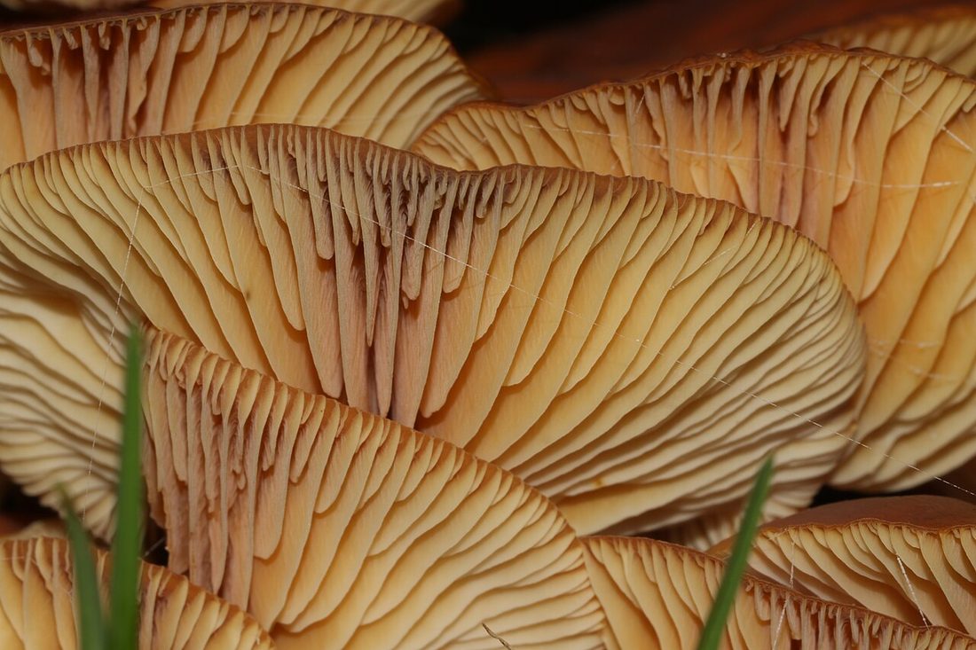 Płomiennica zimowa (Flammulina velutipes)
