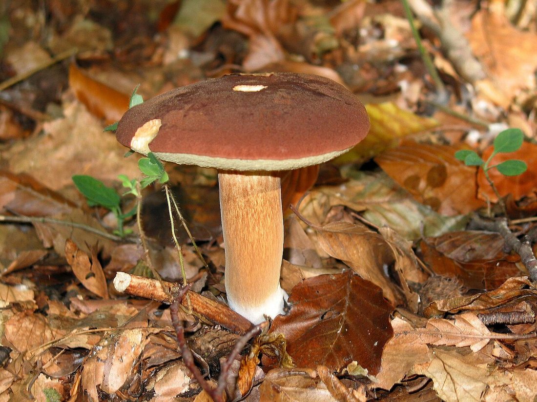Podgrzybek brunatny (Imleria badia) w naturalnym środowisku