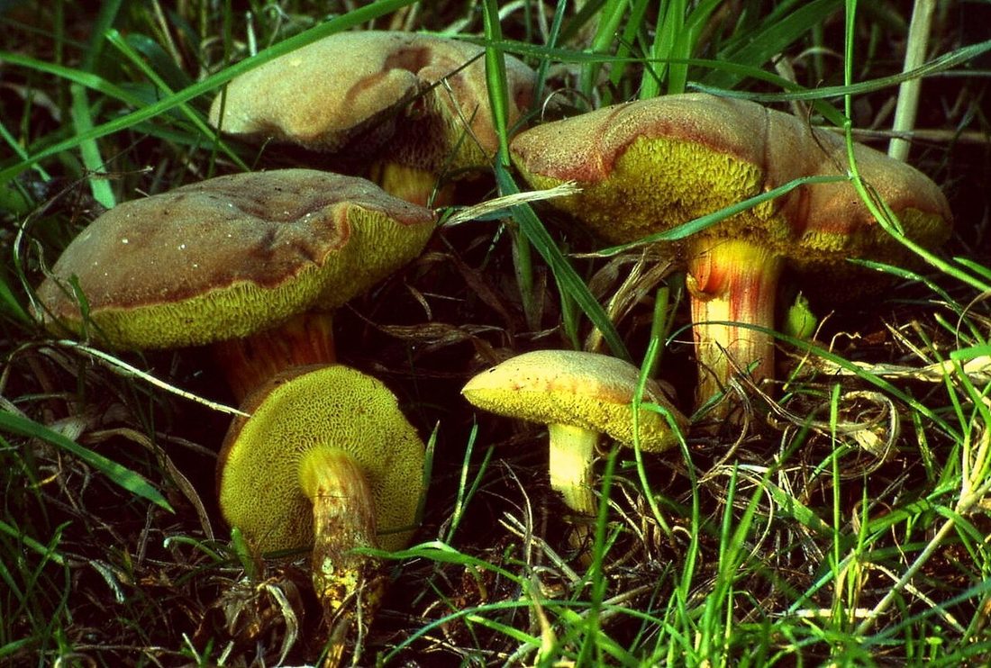 Podgrzybek zajączek (Xerocomellus chrysenteron)