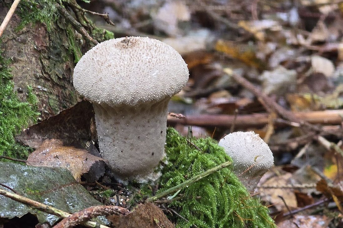 Purchawka chropowata (Lycoperdon perlatum)