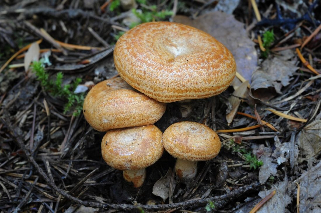 Rydz (mleczaj rydz) (Lactarius deliciosus)