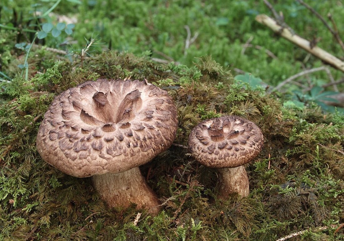 Sarniak świerkowy (Sarcodon imbricatus)