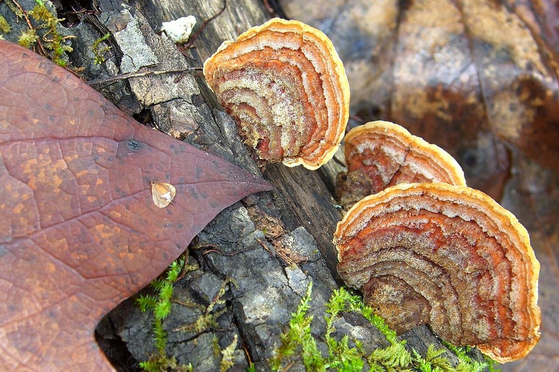 Skórnik szorstki (Stereum hirsutum)