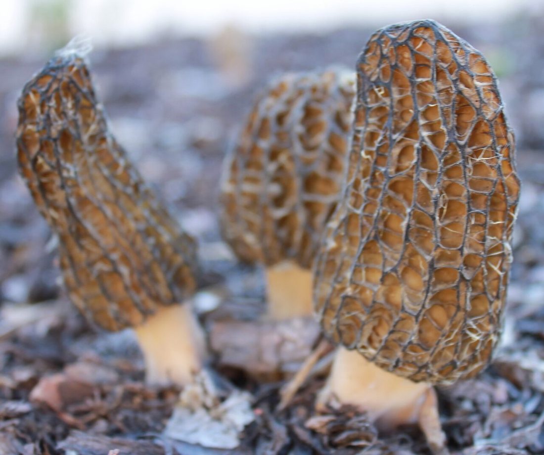 Smardz wyniosły (Morchella elata)