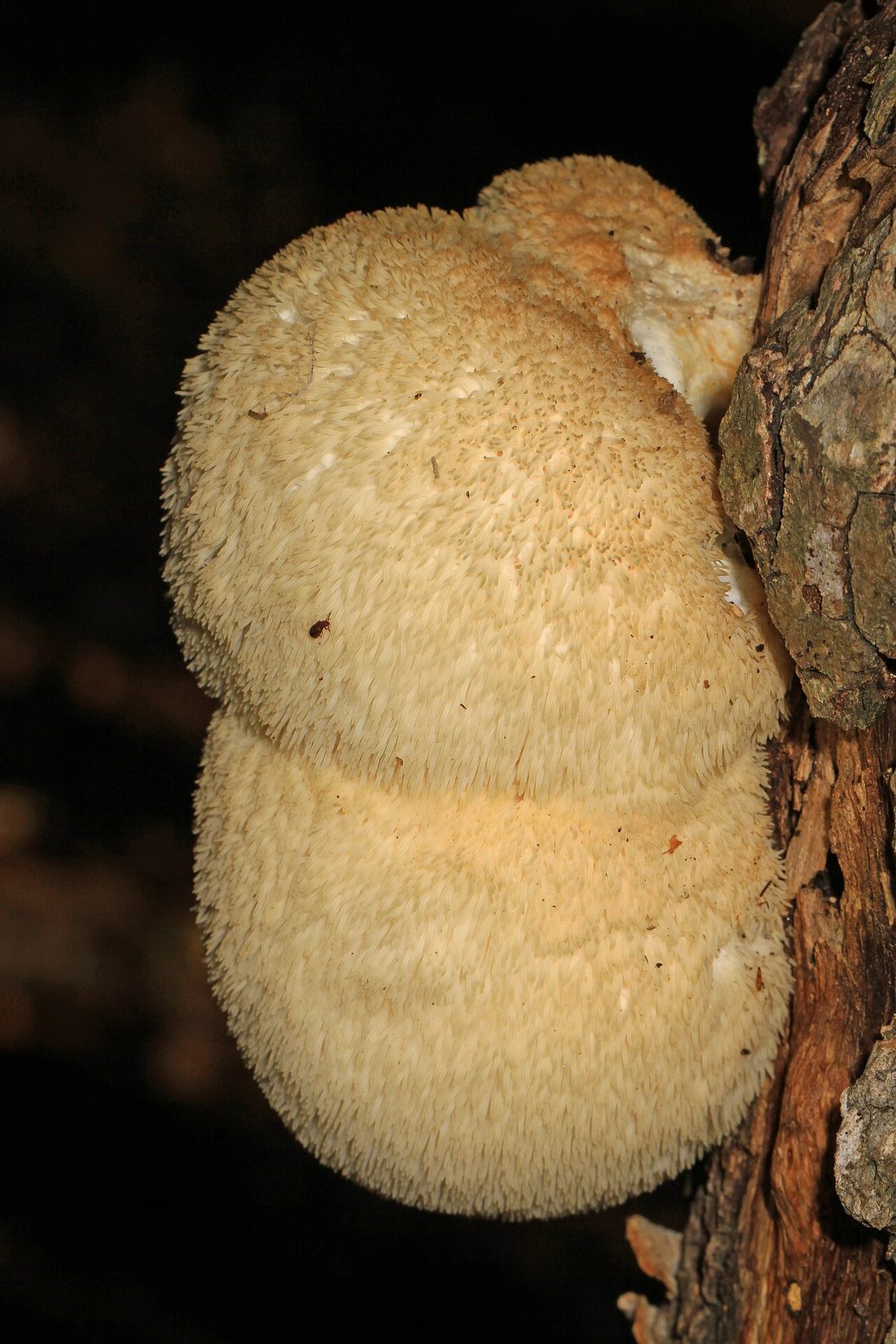 Soplówka jeżowata (Hericium erinaceus)