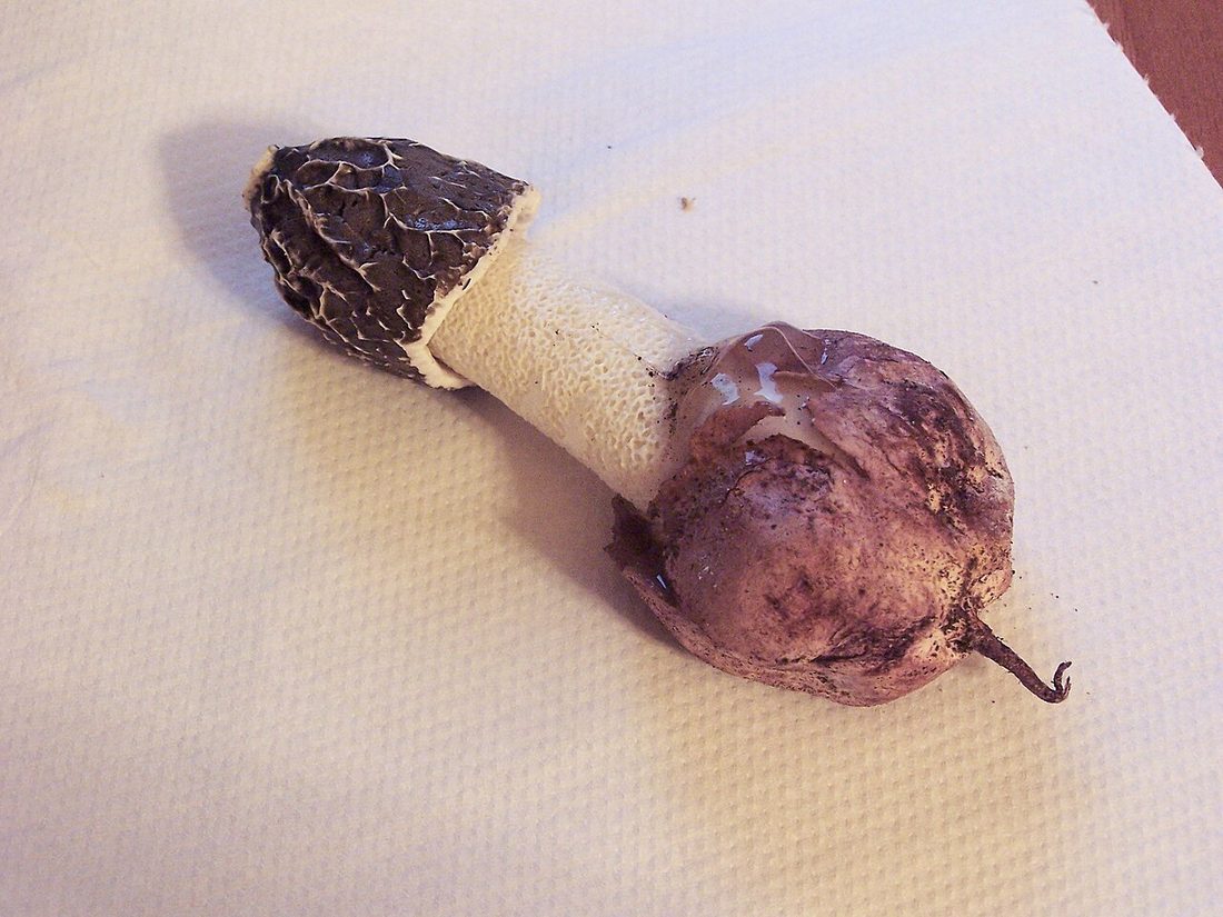 Sromotnik fiołkowy (Phallus hadriani)