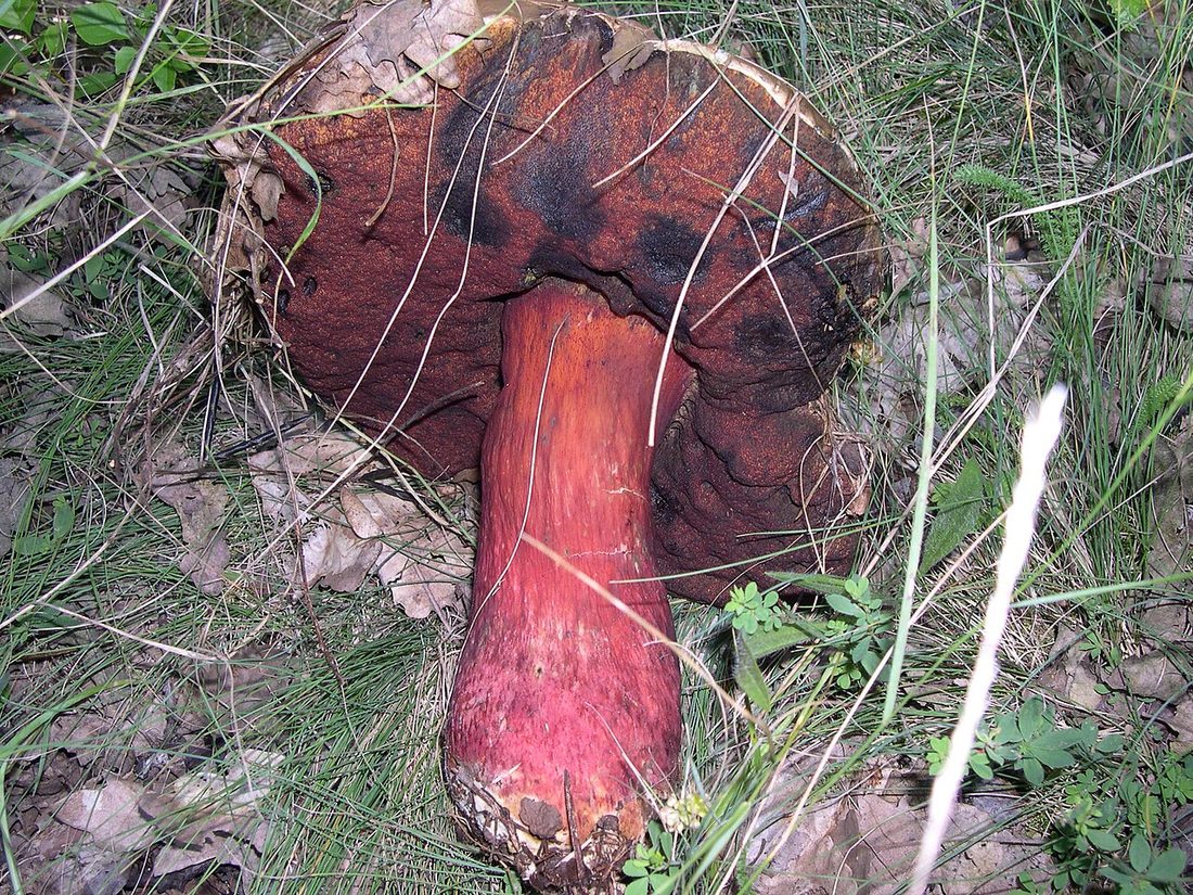 Borowik szatański (Rubroboletus satanas)