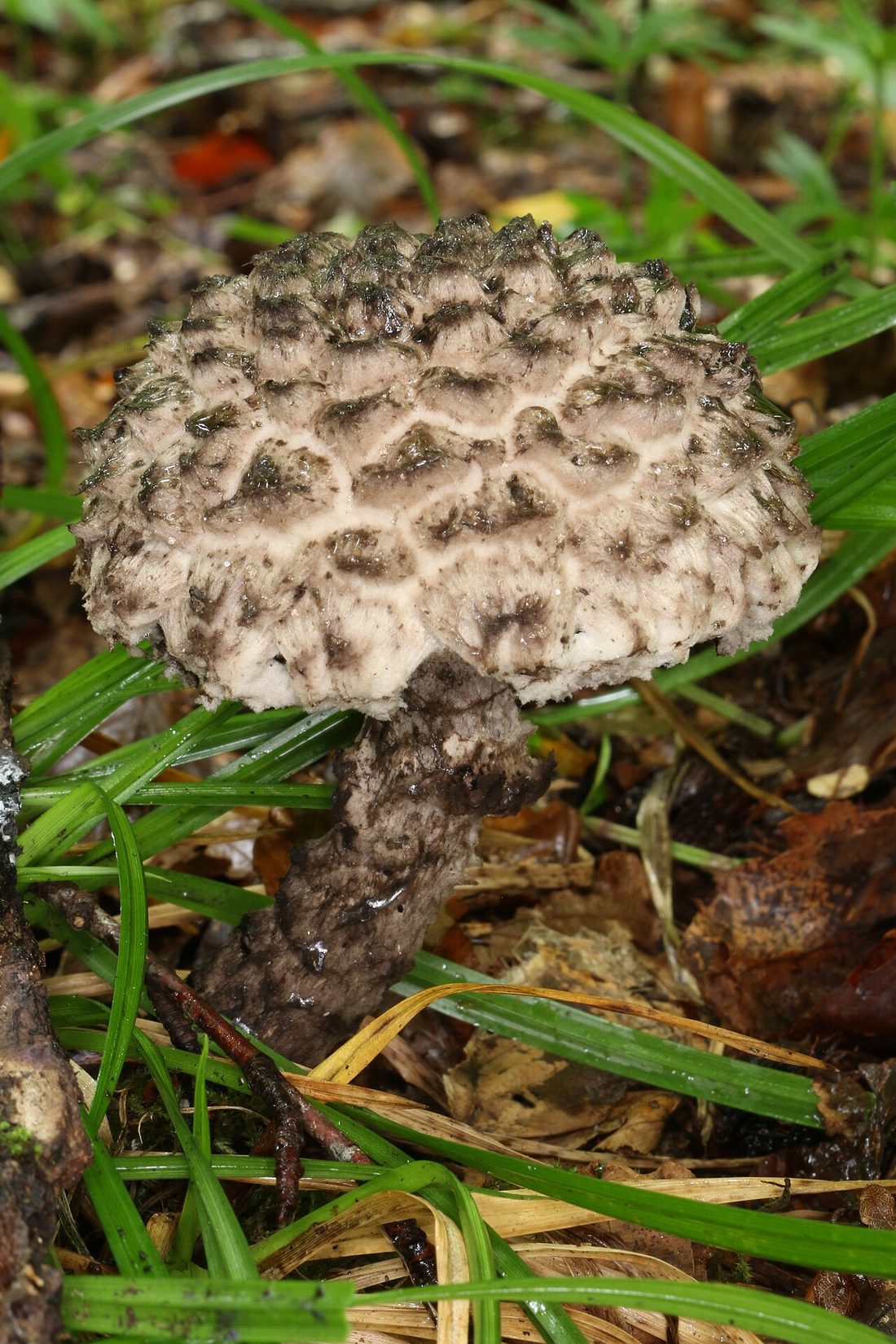 Szyszkowiec łuskowaty (Strobilomyces strobilaceus)