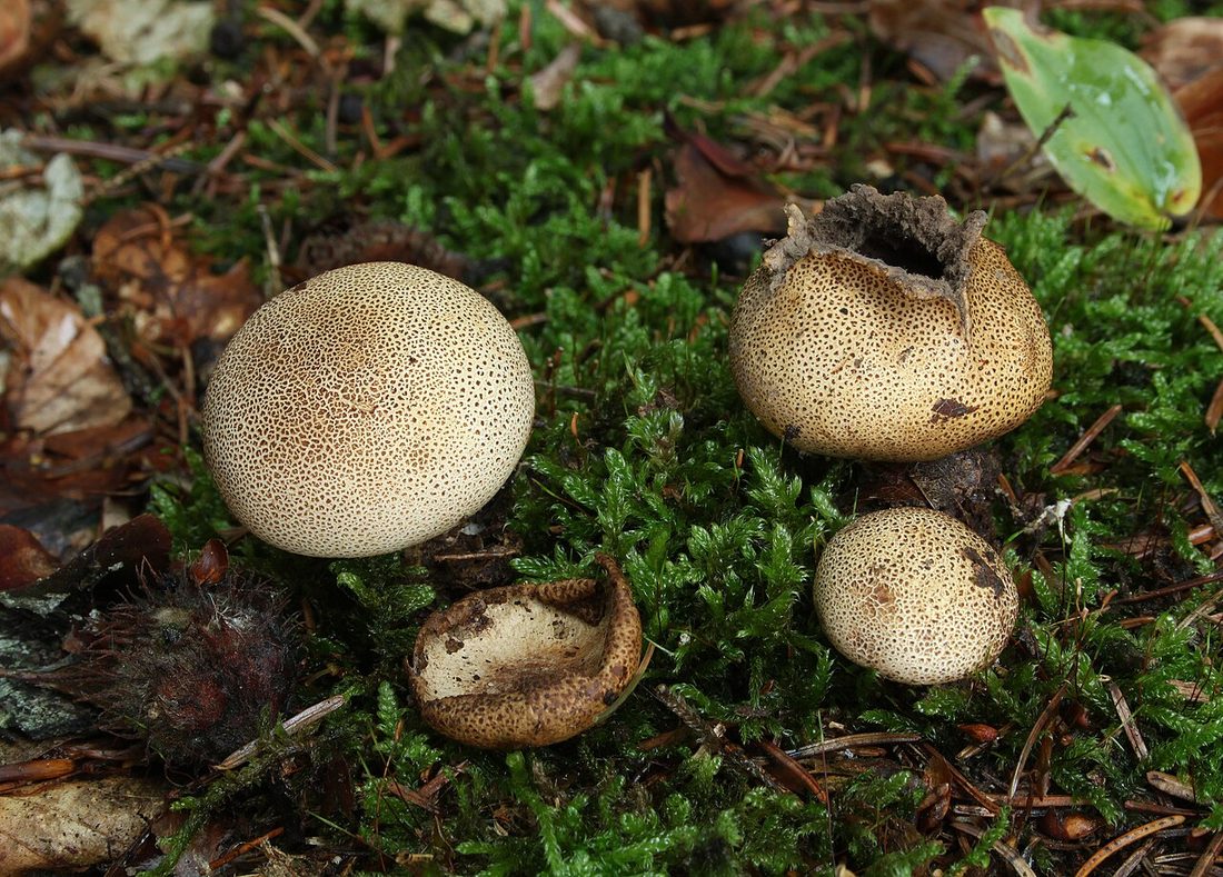 Tęgoskór lamparci (Scleroderma areolatum)
