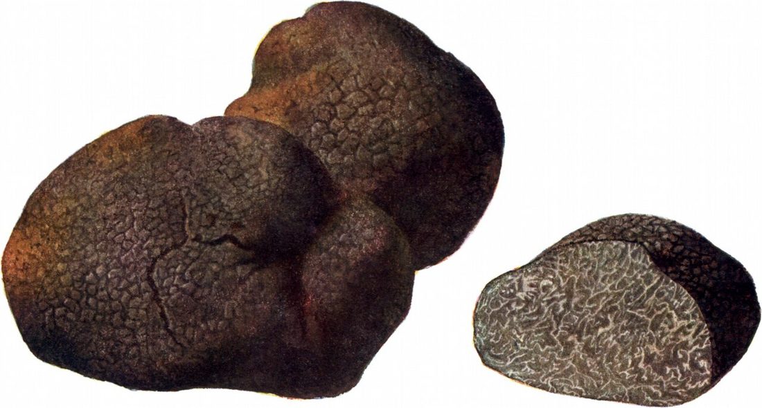 Trufla zimowa (Tuber brumale)