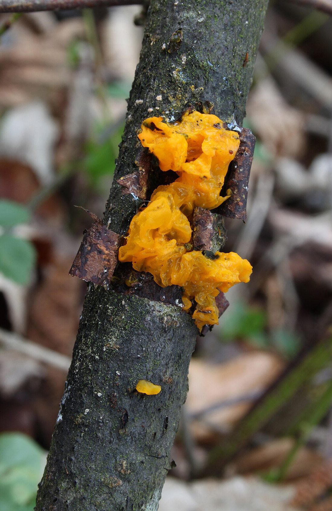 Trzęsak pomarańczowy (Tremella mesenterica)