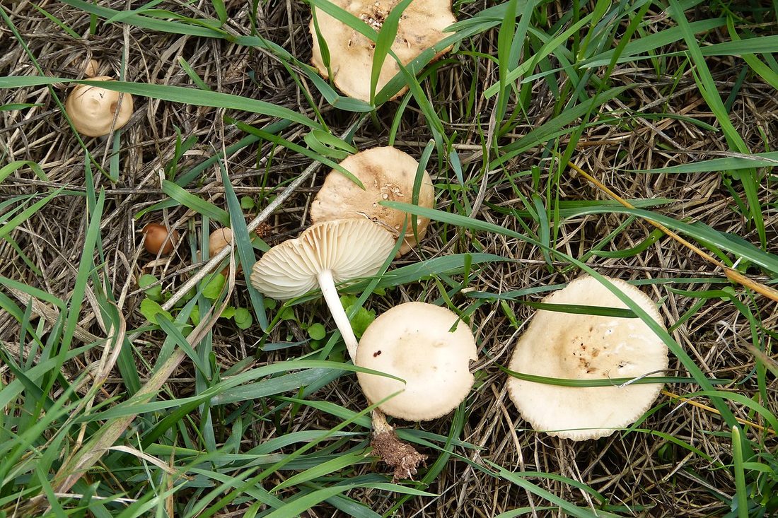 Twardzioszek przydrożny (Marasmius oreades)