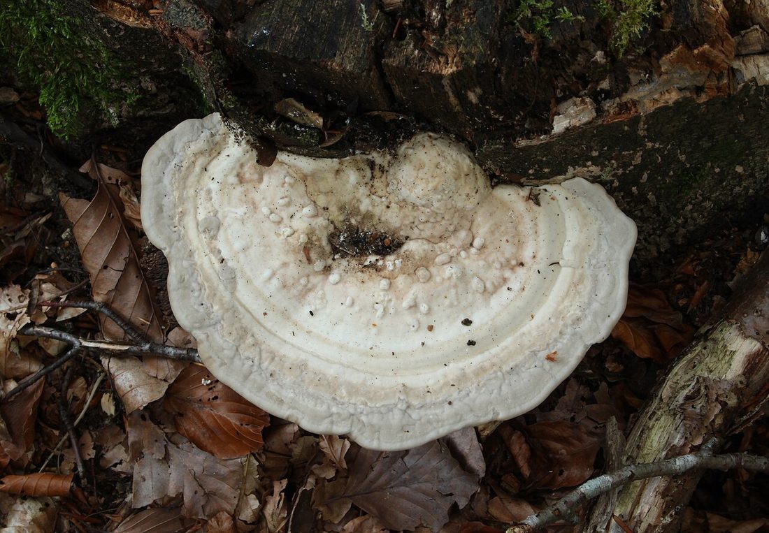 Wrośniak garbaty (Trametes gibbosa)
