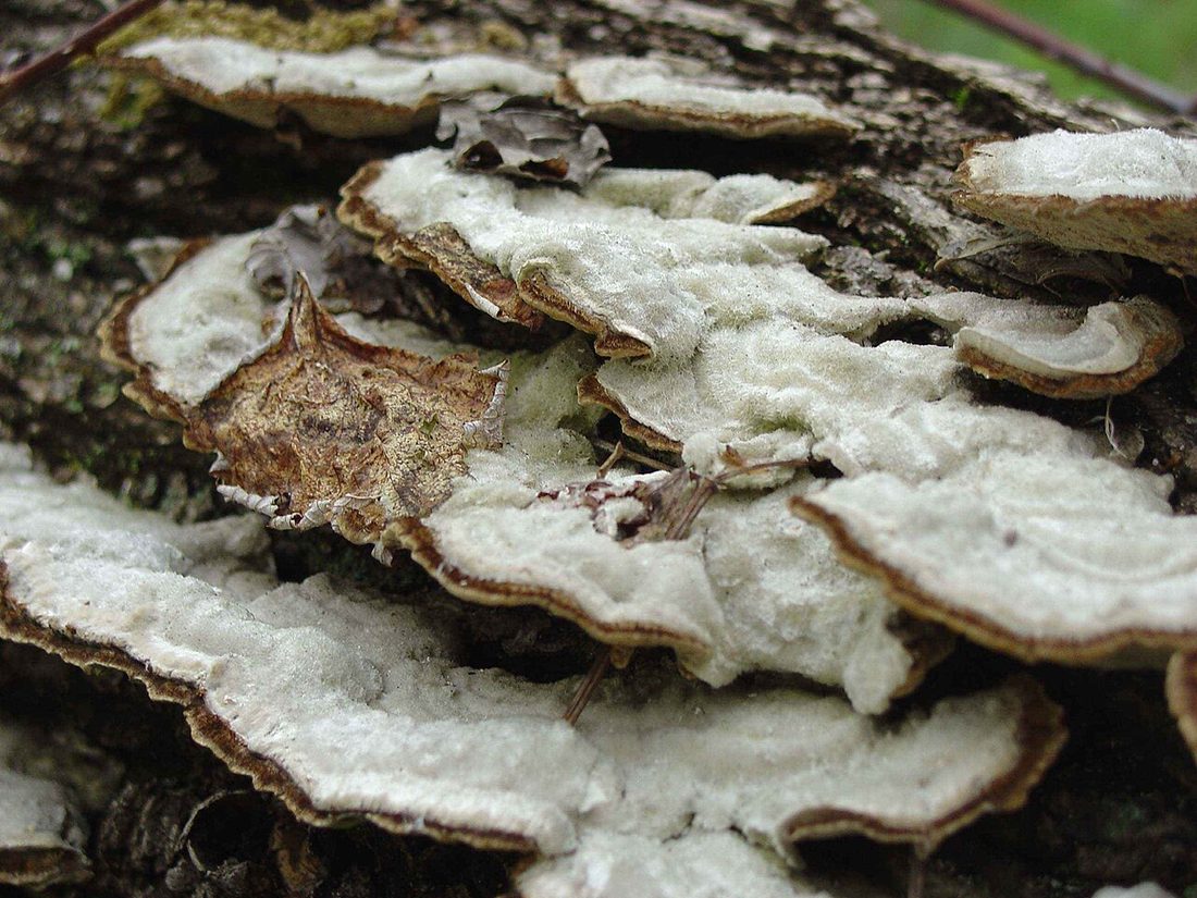 Wrośniak szorstki (Trametes hirsuta)