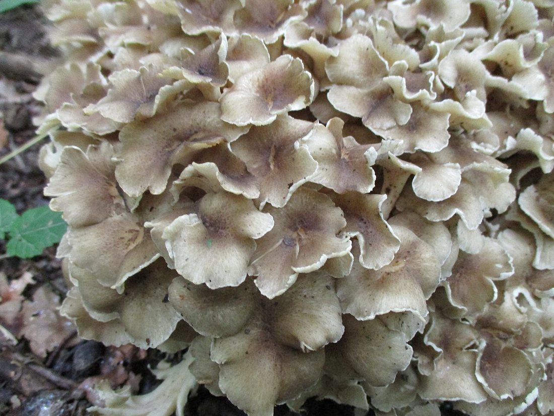 Żagiew wielogłowa (Polyporus umbellatus)