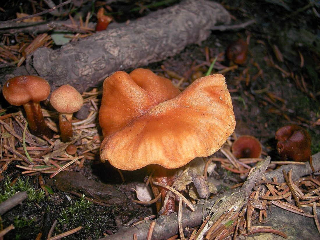 Zasłonak czerwony (Cortinarius rubellus)