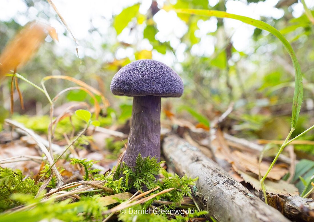 Zasłonak fioletowy (Cortinarius violaceus)