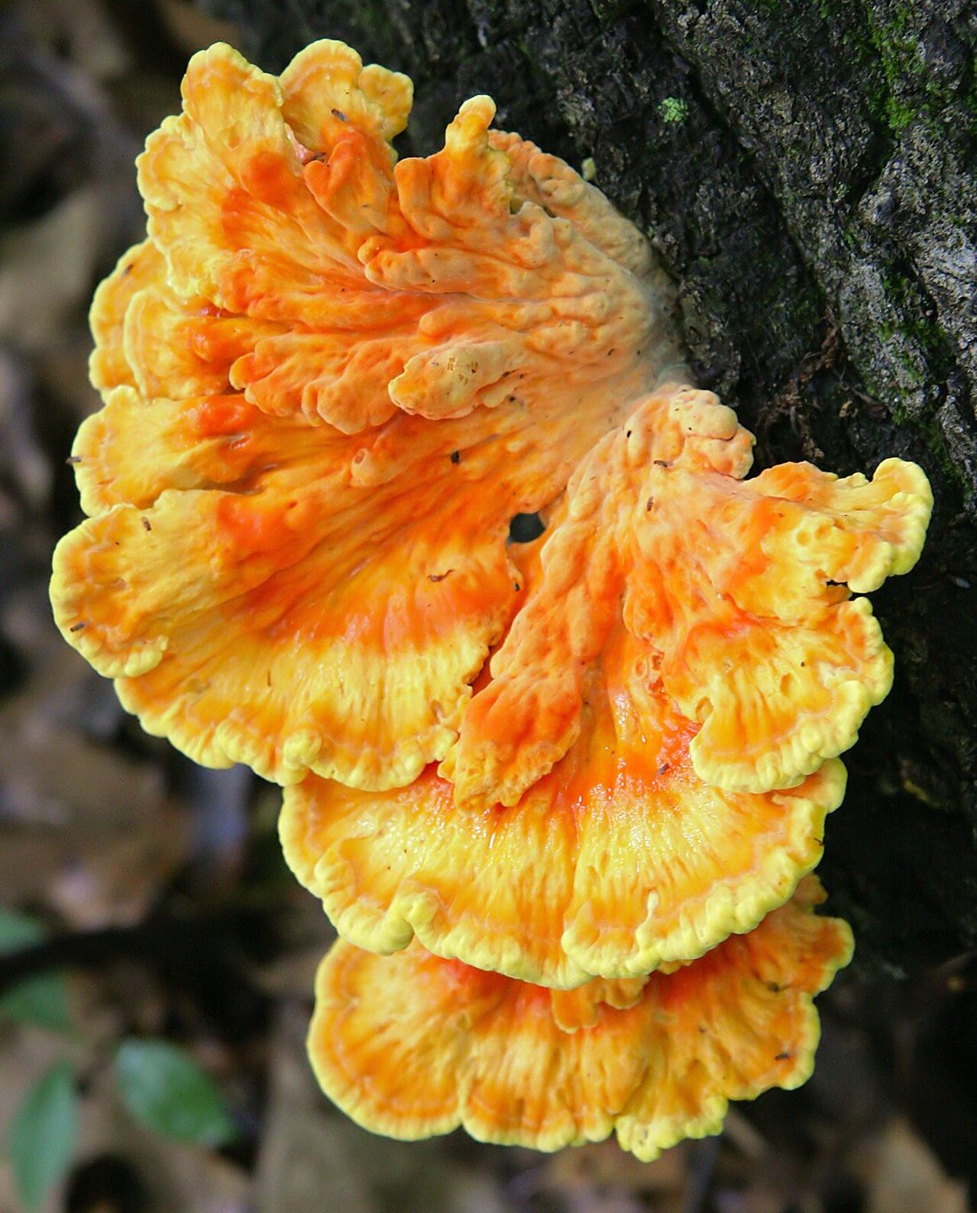Żółciak siarkowy (Laetiporus sulphureus)