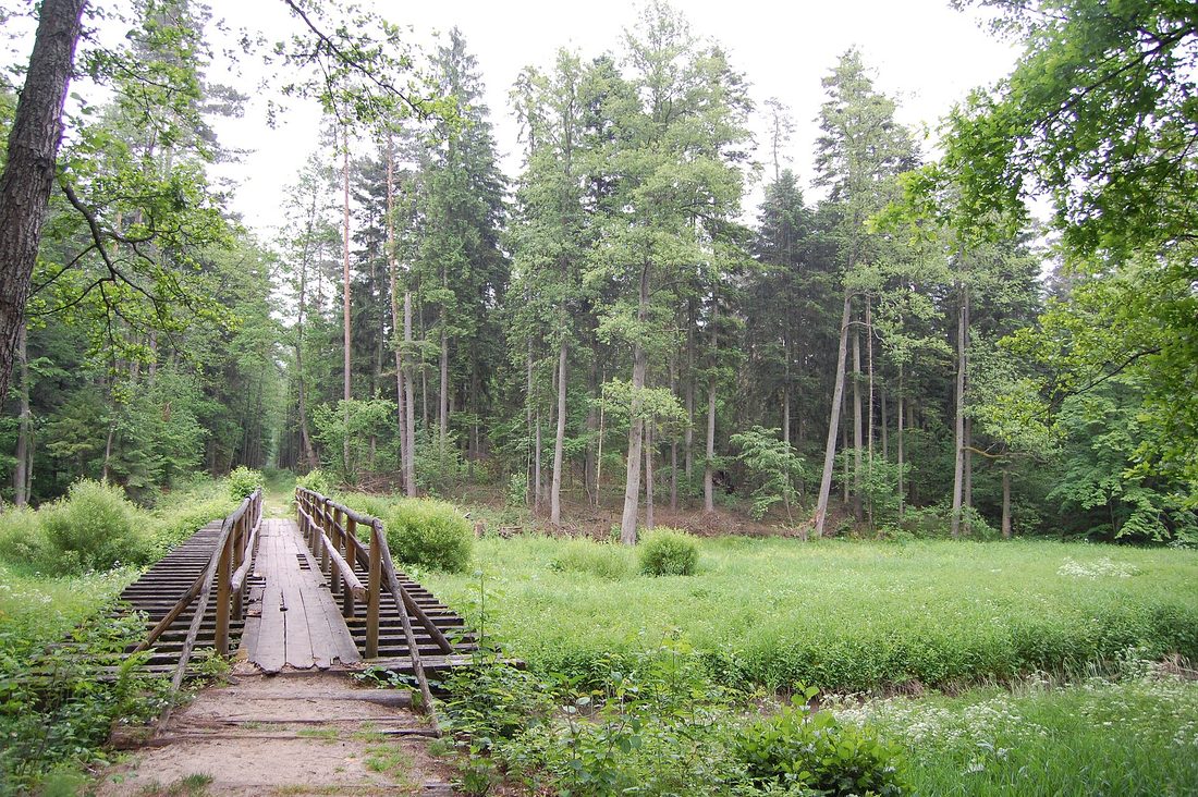 Lasy Janowskie — krajobraz leśny