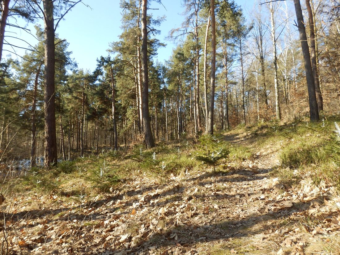 Lasy Koneckie — krajobraz leśny