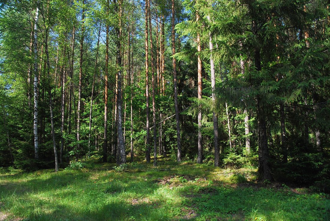 Puszcza Augustowska — krajobraz leśny