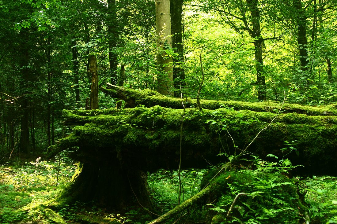 Puszcza Białowieska — krajobraz leśny