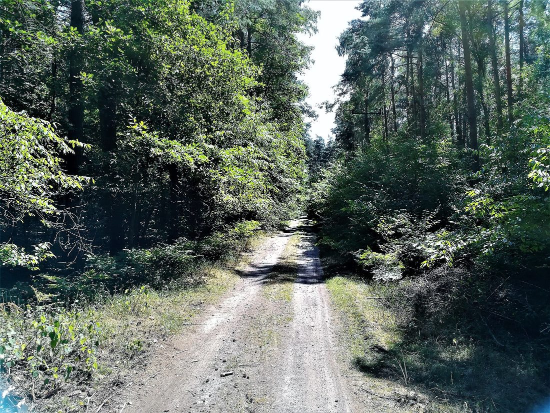 Puszcza Goleniowska — krajobraz leśny