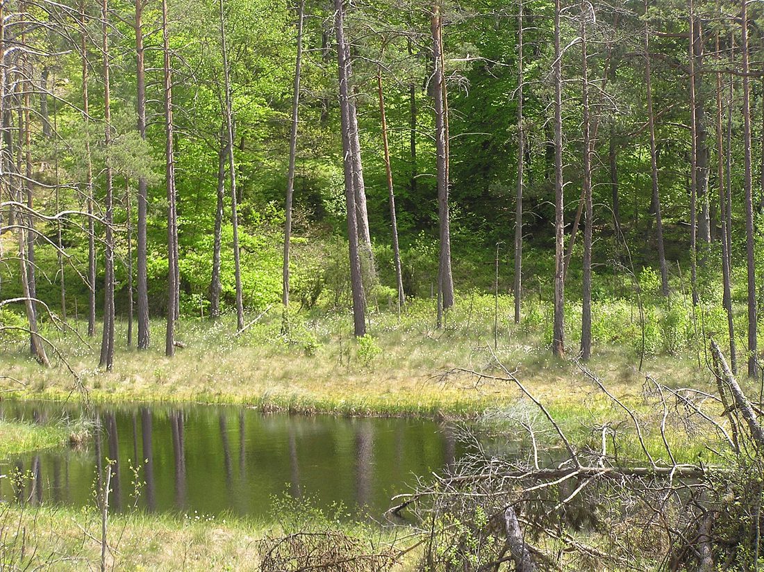 Puszcza Kaszubska — krajobraz leśny