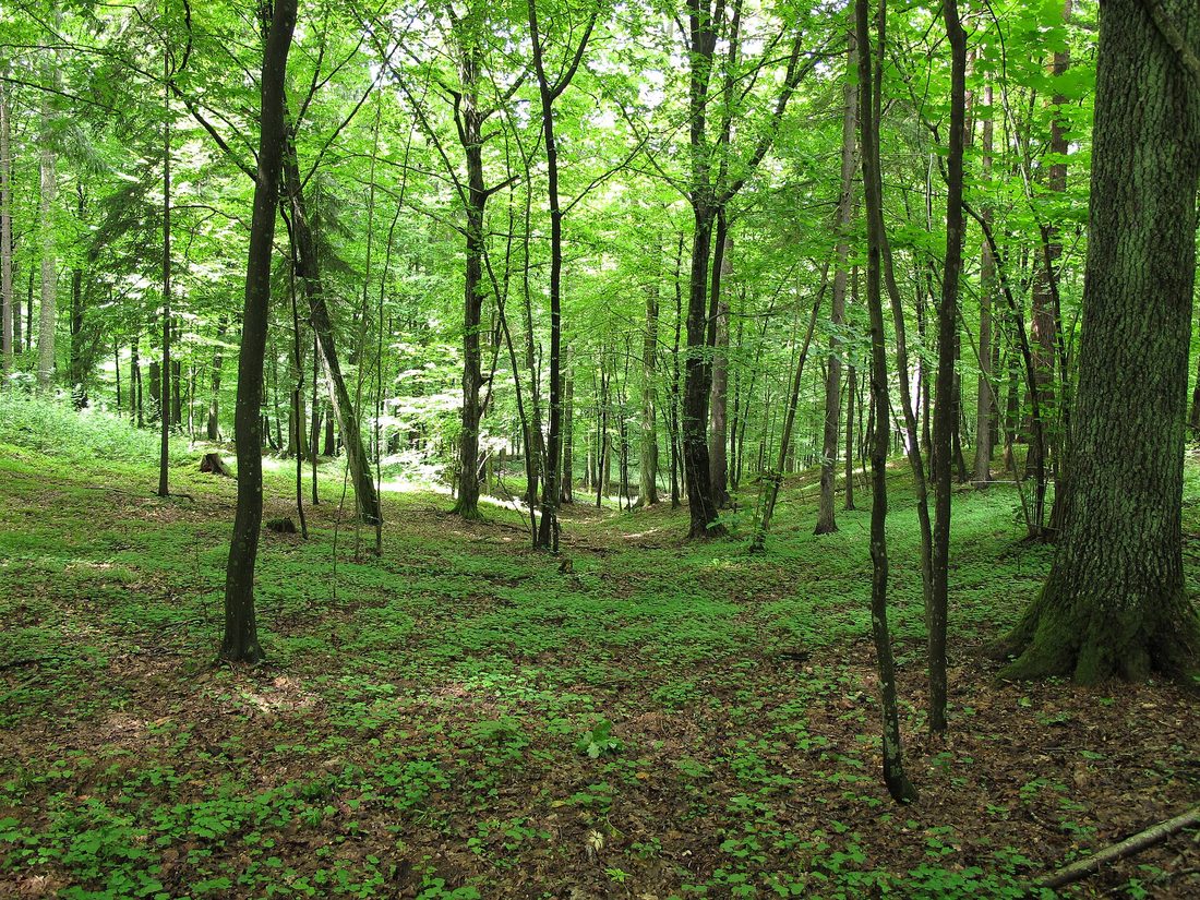 Puszcza Knyszyńska — krajobraz leśny