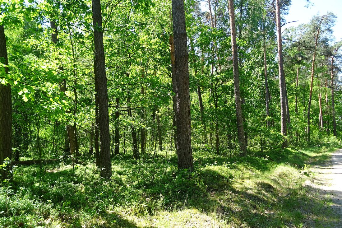 Puszcza Kozienicka — krajobraz leśny