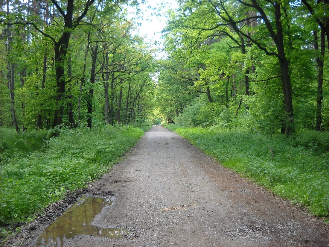 Puszcza Niepołomicka — krajobraz leśny