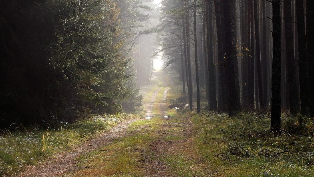 Puszcza Piska — krajobraz leśny