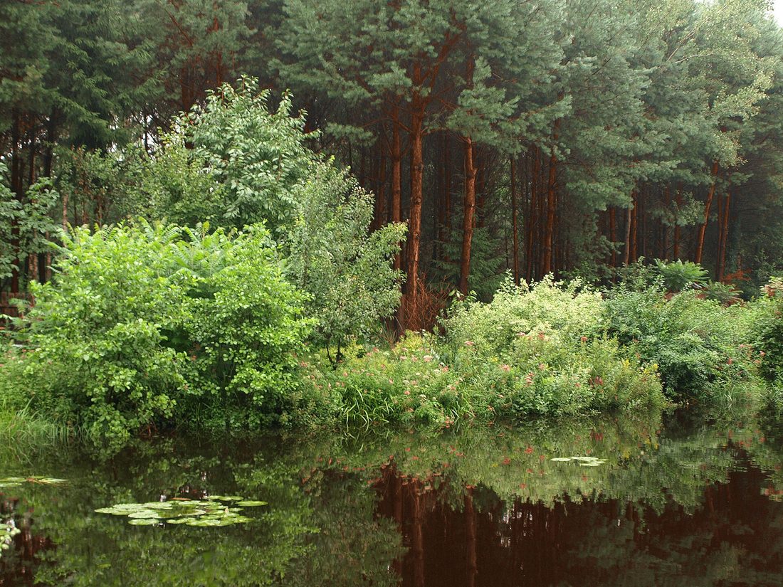Puszcza Solska — krajobraz leśny